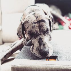 Close-up of a dog sleeping