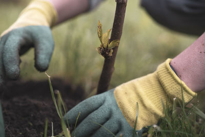 A person plants trees in the garden. ecology concept