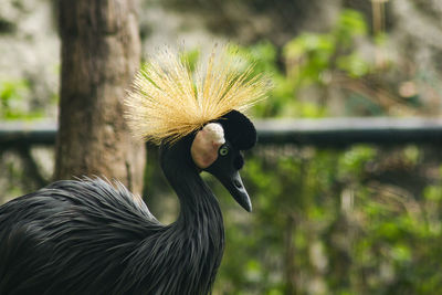 Black crowned crane in the zoo