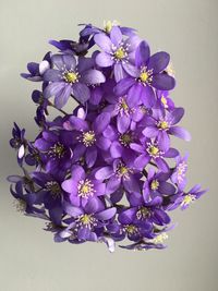 Close-up of purple flowers