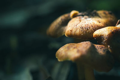 Close-up of bread on leaf