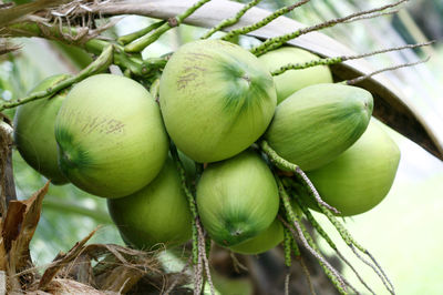 Sweet coconut tree