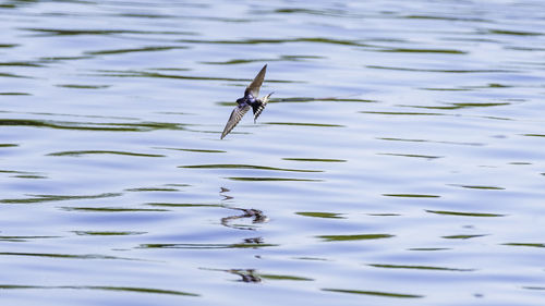 Bird flying over lake