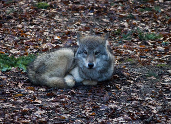 Portrait of lion lying in autumn