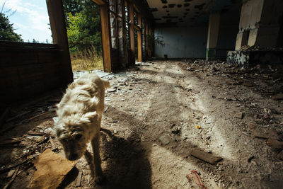 View of a dog