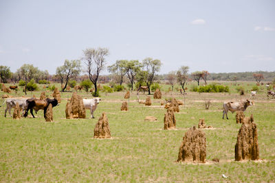 Sheep on field against sky