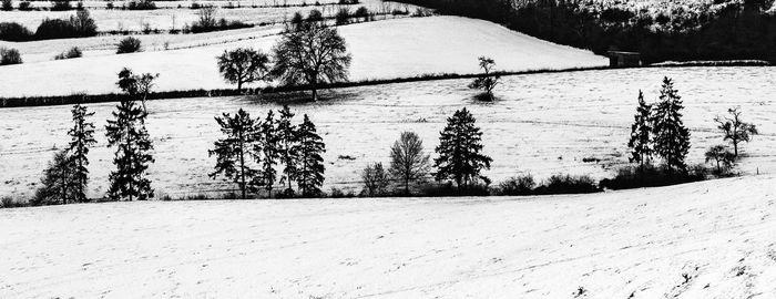 Trees on snow covered field