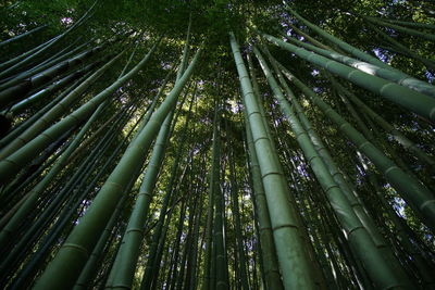 Low angle view of bamboo trees in forest