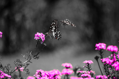 Close-up of butterfly pollinating on flower