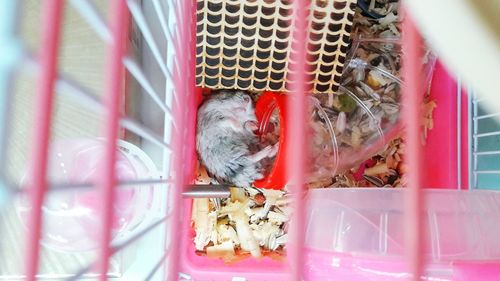 High angle view of rodent in cage