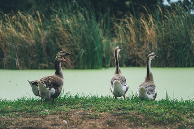 Birds standing at edge of a green pond