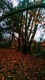 Trees in forest during autumn