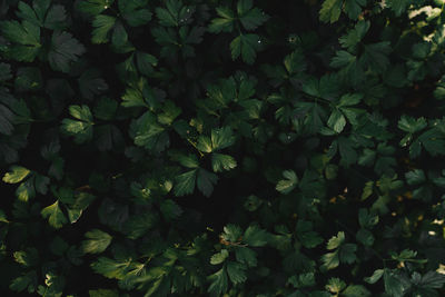 Full frame shot of green leaves