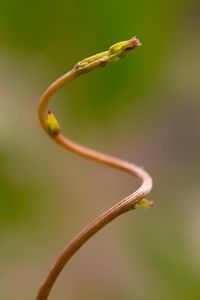 Close-up of plant growing outdoors