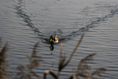 High angle view of bird swimming in lake