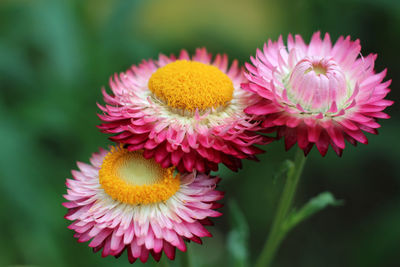 Close-up of pink flower