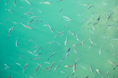 Full frame shot of fishes swimming in sea