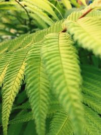 Close-up of fern leaves