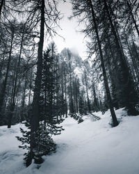 Trees on snow covered landscape