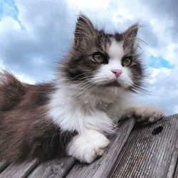 Close-up of cat sitting against sky