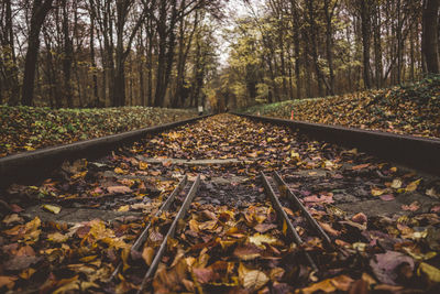 Surface level of railroad track amidst trees during autumn