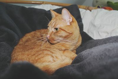 Cat resting on blanket