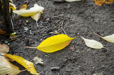 High angle view of yellow leaves on land