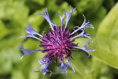 Close-up of purple flowering plant