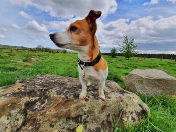 Dog looking away on rock against sky