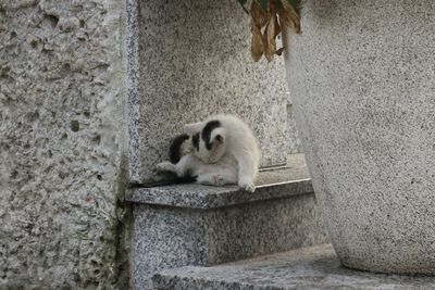 Portrait of cat sitting on wall