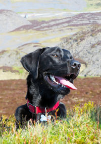 Close-up of black dog