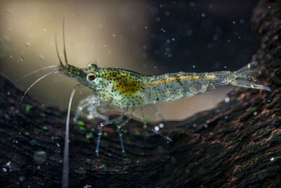 Neocaridina davidi shrimp macro photography 