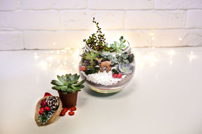 Potted plant on table against wall