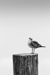 Bird perching on wall against sky