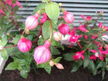 Close-up of pink flowers blooming outdoors