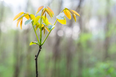 Close-up of plant