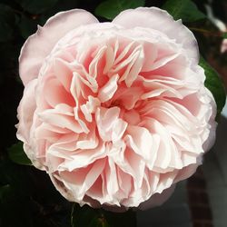 Close-up of pink rose