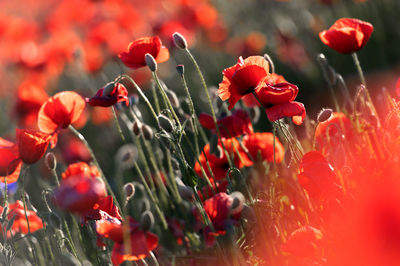 field of red