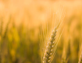 Close-up of wheat growing on field