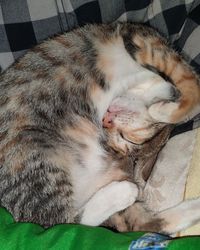 Close-up of cat sleeping on bed