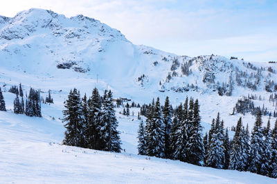 Snow covered land and trees against sky