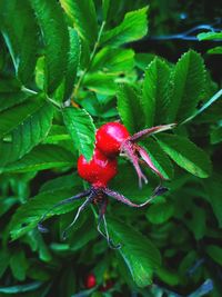 Close-up of red berries growing on tree