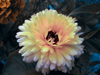 Close-up of multi colored flower