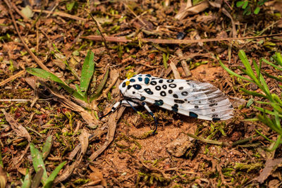 High angle view of insect on land