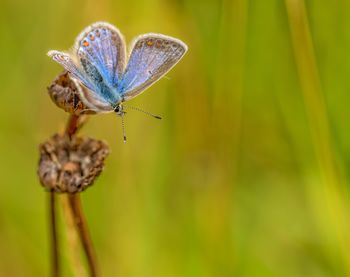 Close-up of butterfly on flower