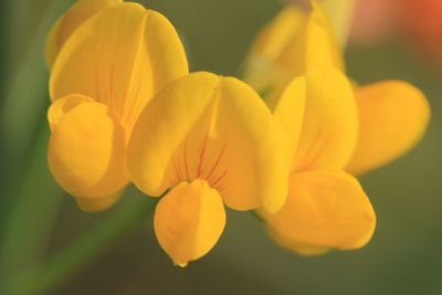 Close-up of yellow flower