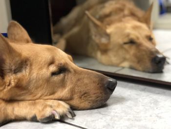 Close-up of dog sleeping