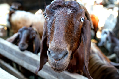 Close-up portrait of horse in ranch