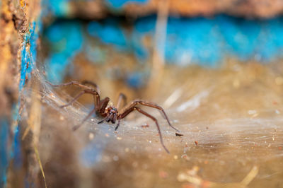 Close-up of spider