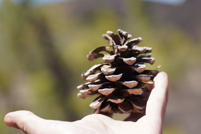 Close-up of hand holding pine cone